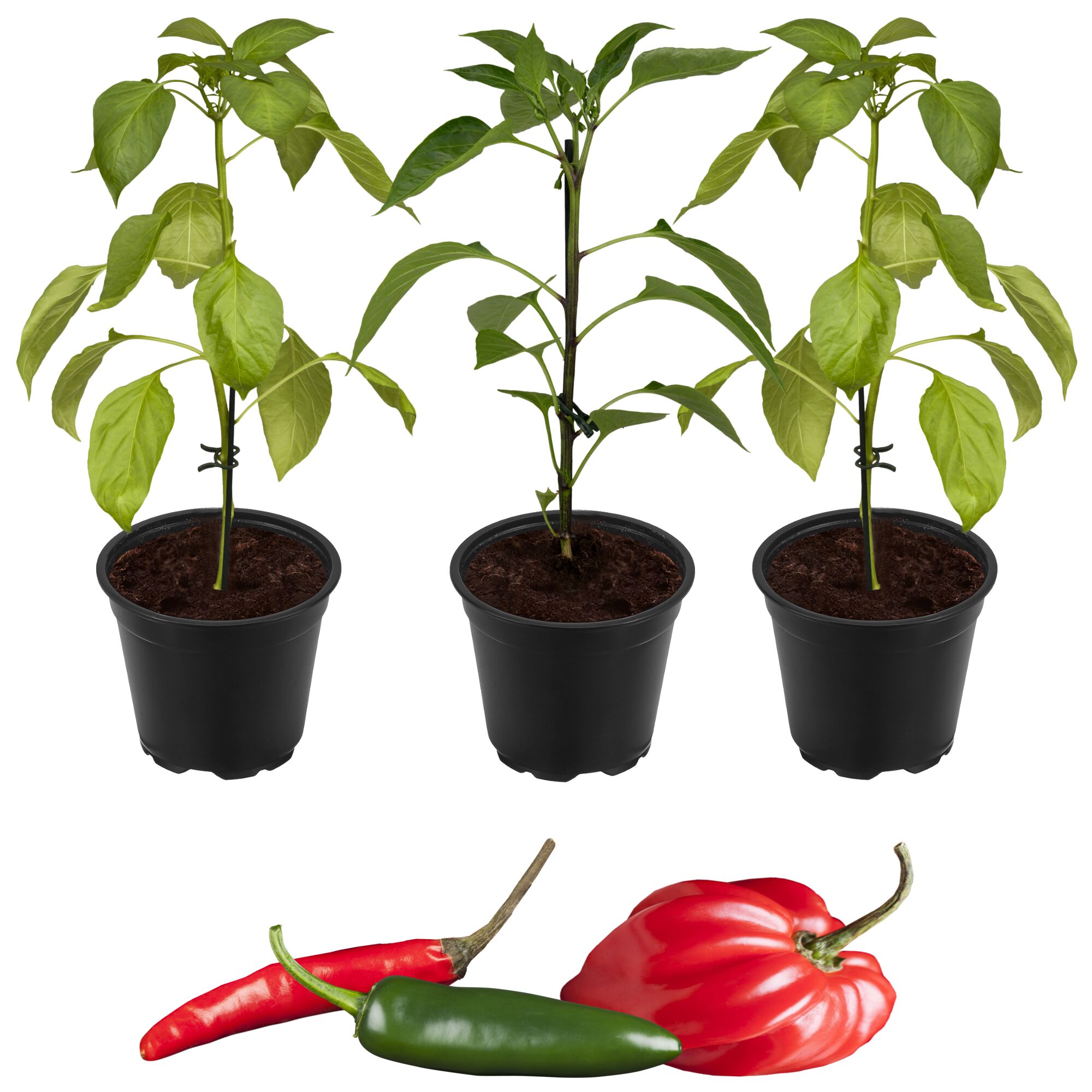 Drei Chilipflanzen in schwarzen Töpfen und drei Chilischoten