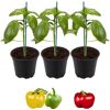 Drei Paprikapflanzen und drei Paprika in verschiedenen Farben