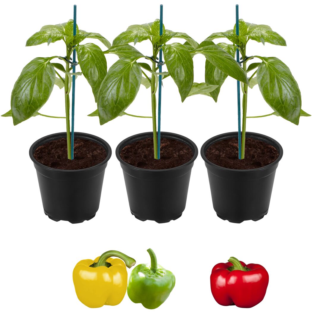 Drei Paprikapflanzen und drei Paprika in verschiedenen Farben