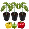 Bunte Paprika-Mischung 'Bontempi' & 'Beluga®' 11 cm Topf, 3er-Set