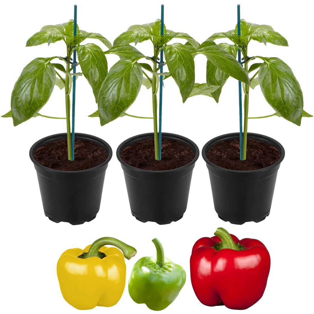 Bunte Paprika-Mischung 'Bontempi' & 'Beluga®' 11 cm Topf, 3er-Set