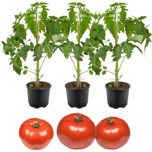 Freiland-Tomate 'Phantasia' & 'Philovita' 11 cm Topf, 3er-Set