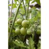 Freiland-Tomate 'Phantasia' & 'Philovita' 11 cm Topf, 3er-Set