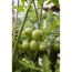 Verkleinertes Bild von Freiland-Tomate 'Phantasia' & 'Philovita' 11 cm Topf, 3er-Set