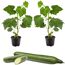 Schlangengurke 'Midios' & 'Gambit®' 12 cm Topf, 2er-Set