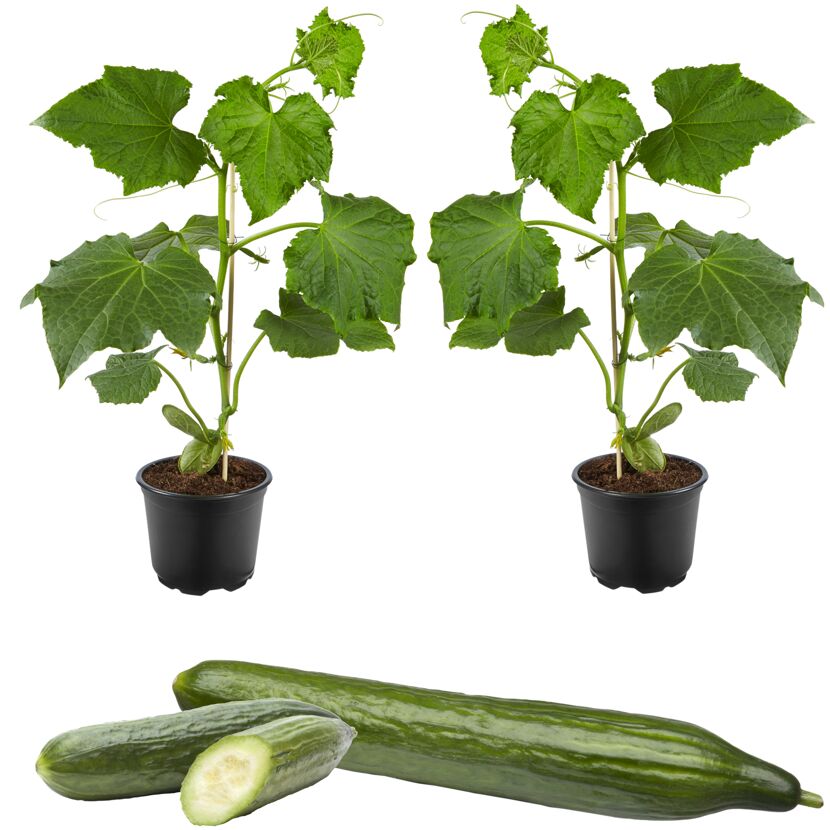 Schlangengurke 'Midios' & 'Gambit®' 12 cm Topf, 2er-Set