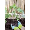 Schlangengurke 'Midios' & 'Gambit®' 12 cm Topf, 2er-Set