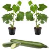 Große Schlangengurke 'Cyrano®' 12 cm Topf, 2er-Set