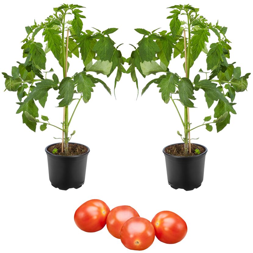 Cocktail- und Kirschtomate 'Manolo® Red' und 'Sanvitos®' 12 cm Topf, 2er-Set