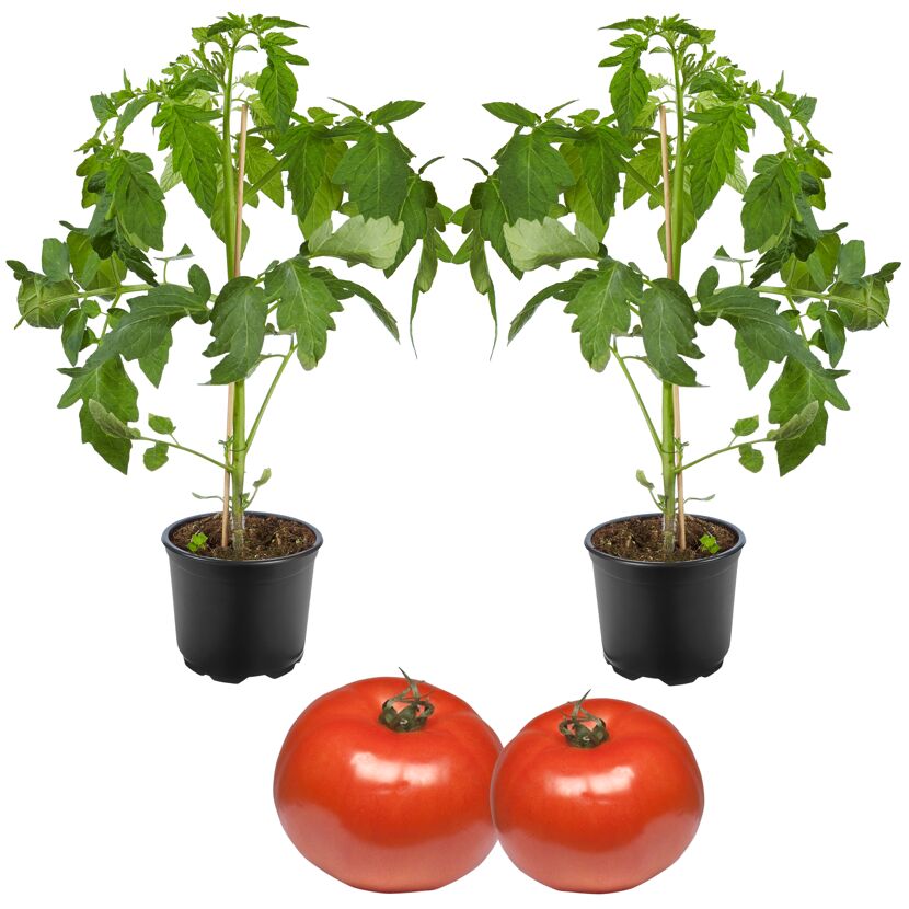 Runde Geschmackstomate 'Campos®' 12 cm Topf, 2er-Set