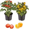 Zwei Tomatenpflanzen mit roten und gelben Tomaten