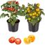 Zwei Tomatenpflanzen mit roten und gelben Tomaten