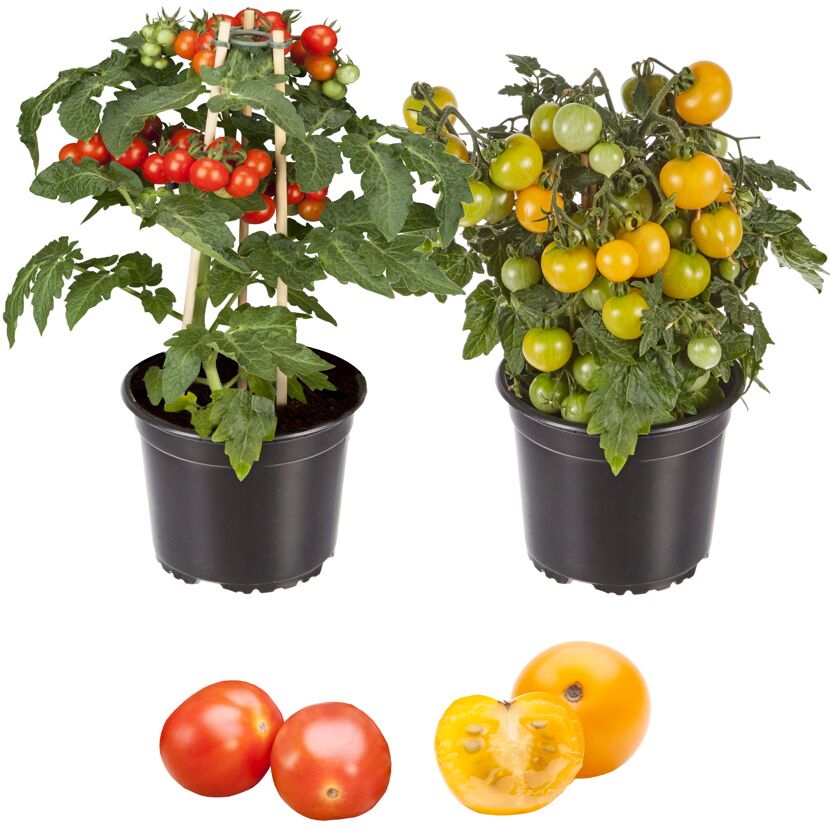 Zwei Tomatenpflanzen mit roten und gelben Tomaten