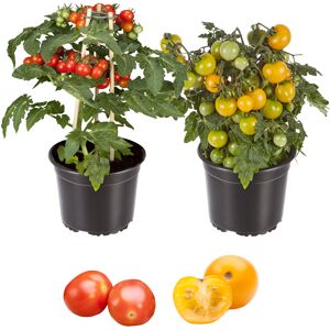 Zwerg-Tomate 'Primabell®' & 'Primagold®' 13 cm Topf, 2er-Set
