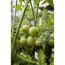 Grüne Tomaten an der Pflanze