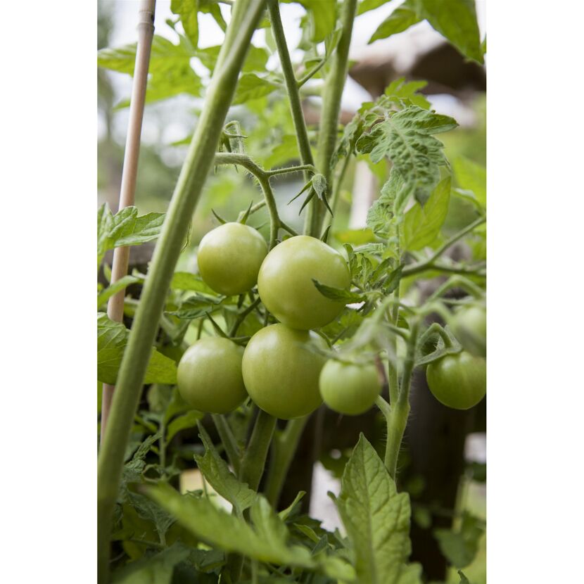 Grüne Tomaten an der Pflanze