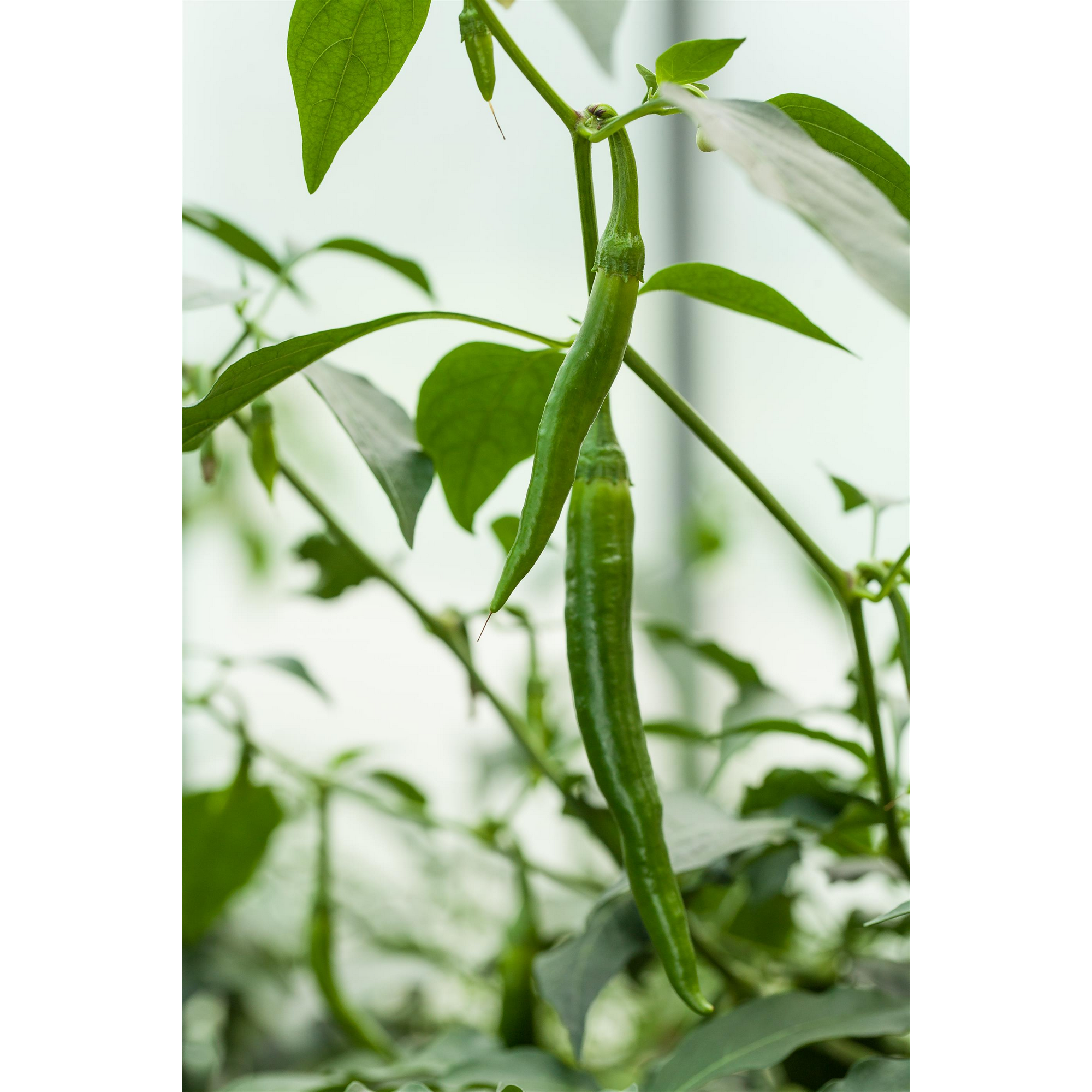 Naturtalent by toom® Bio-Paprika & Peperoni 10,5 cm Topf, 3er-Set + product picture