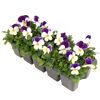 Stiefmütterchen Viola cornuta 'Stripes'
