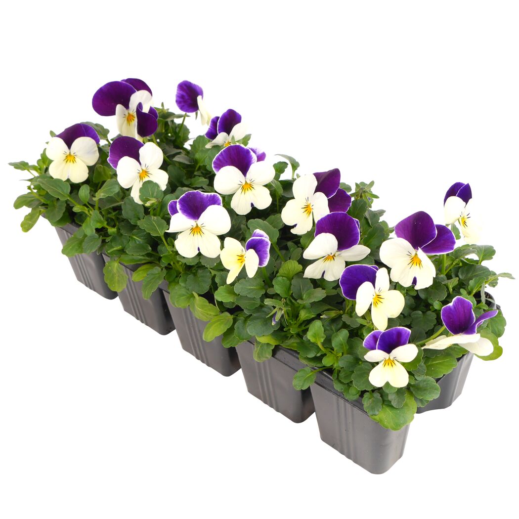 Stiefmütterchen Viola cornuta 'Stripes'