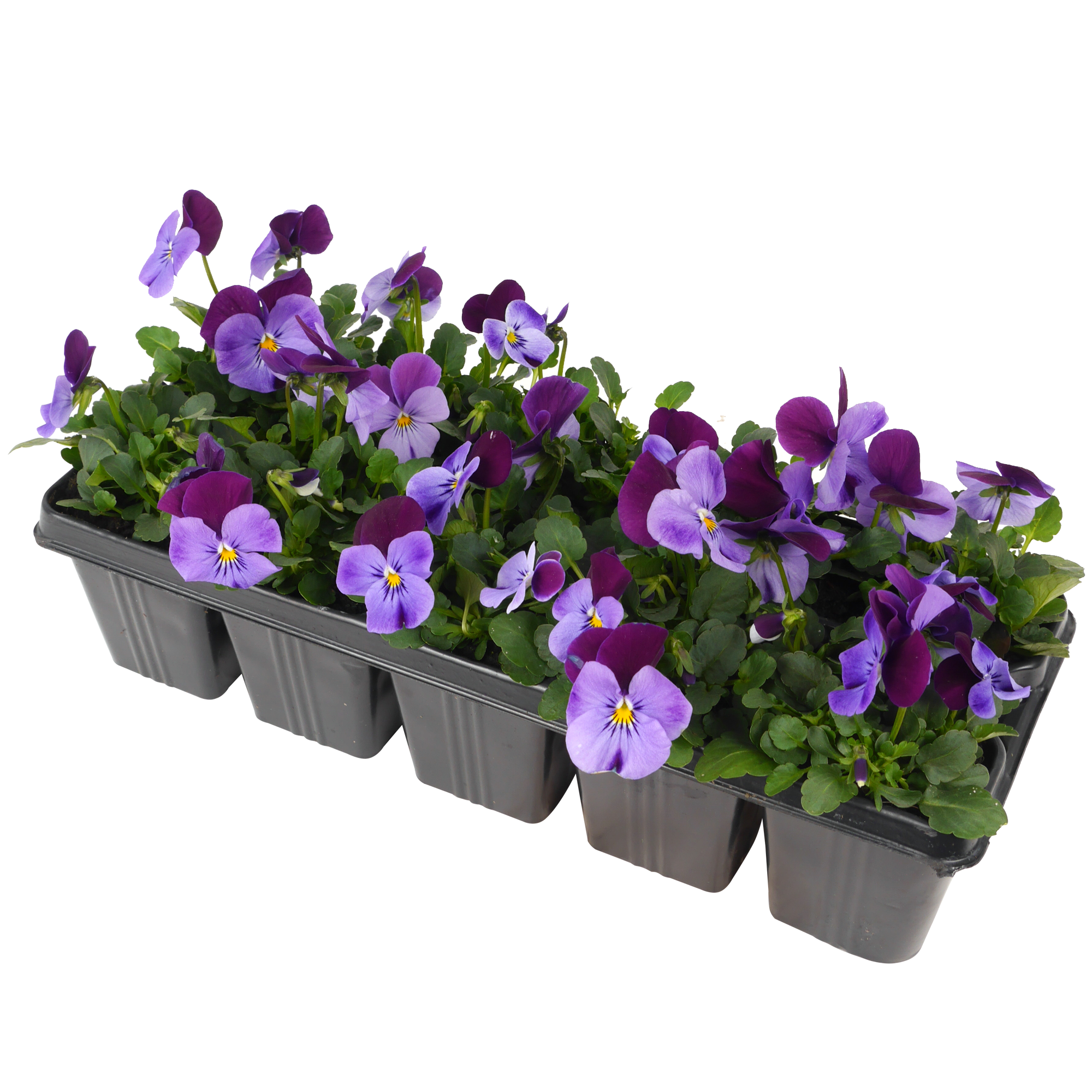 Hornveilchen Farbmix 10er-Tray