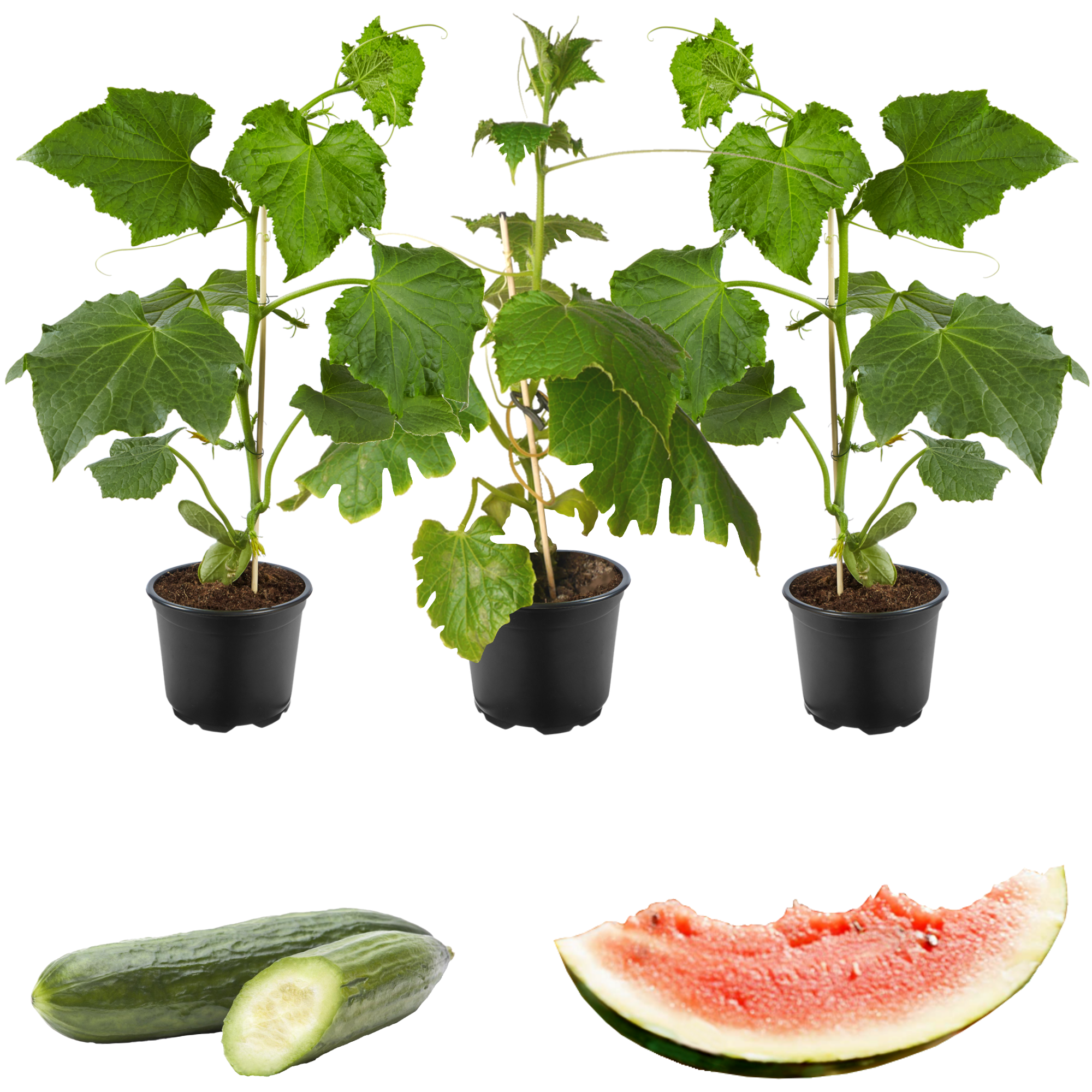 Naturtalent by toom® Bio-Gurke & Melone 10,5 cm Topf, 3er-Set + product picture