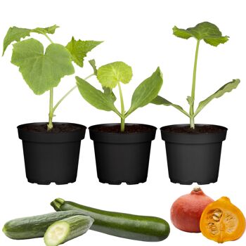 Gurkenpflanzen & Zucchinipflanzen online bestellen toom Baumarkt