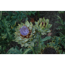 Verkleinertes Bild von Naturtalent by toom® Bio-Grillgemüse 10,5 cm Topf, 3er-Set