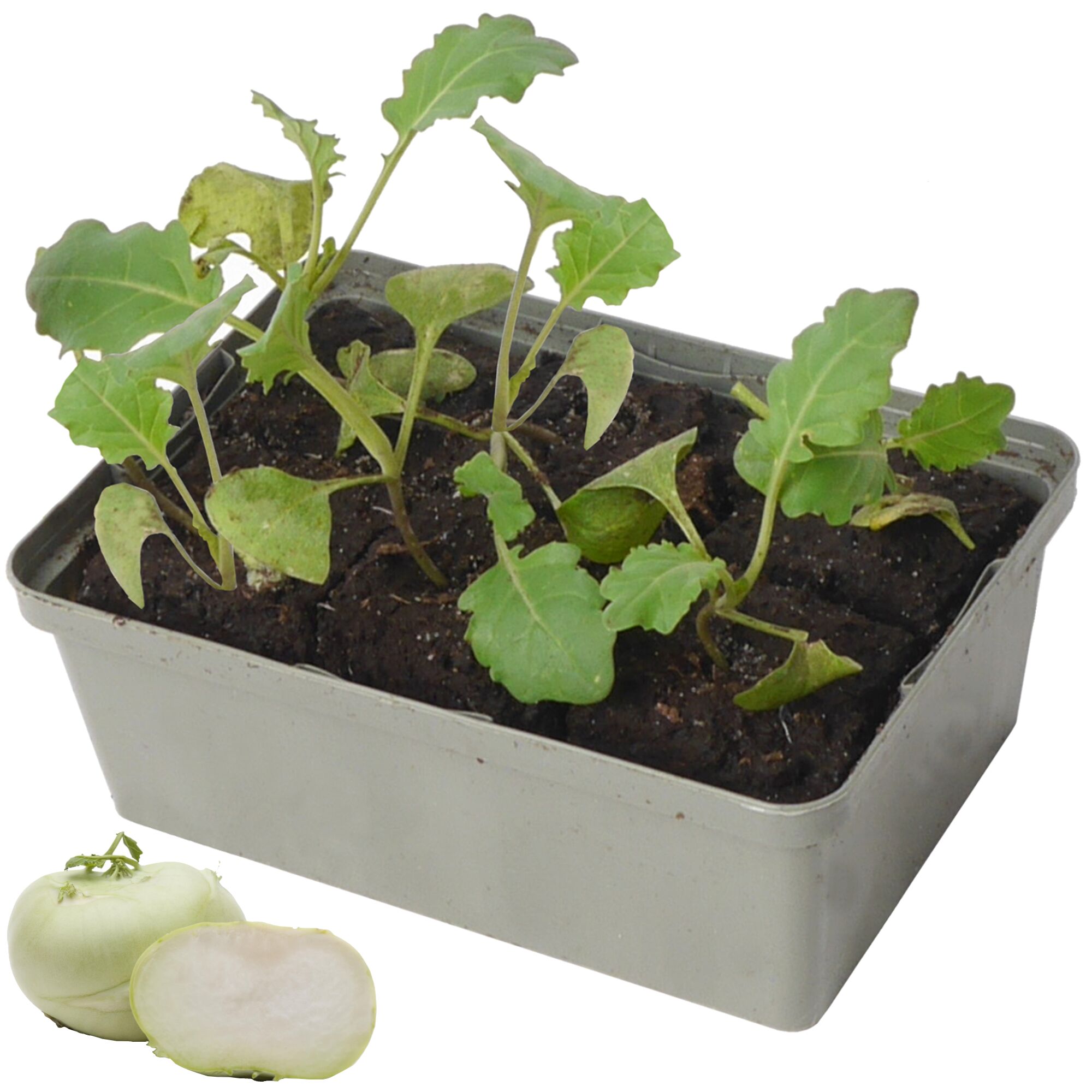 Kohlrabi-Setzlinge in Anzuchtschale und Knolle
