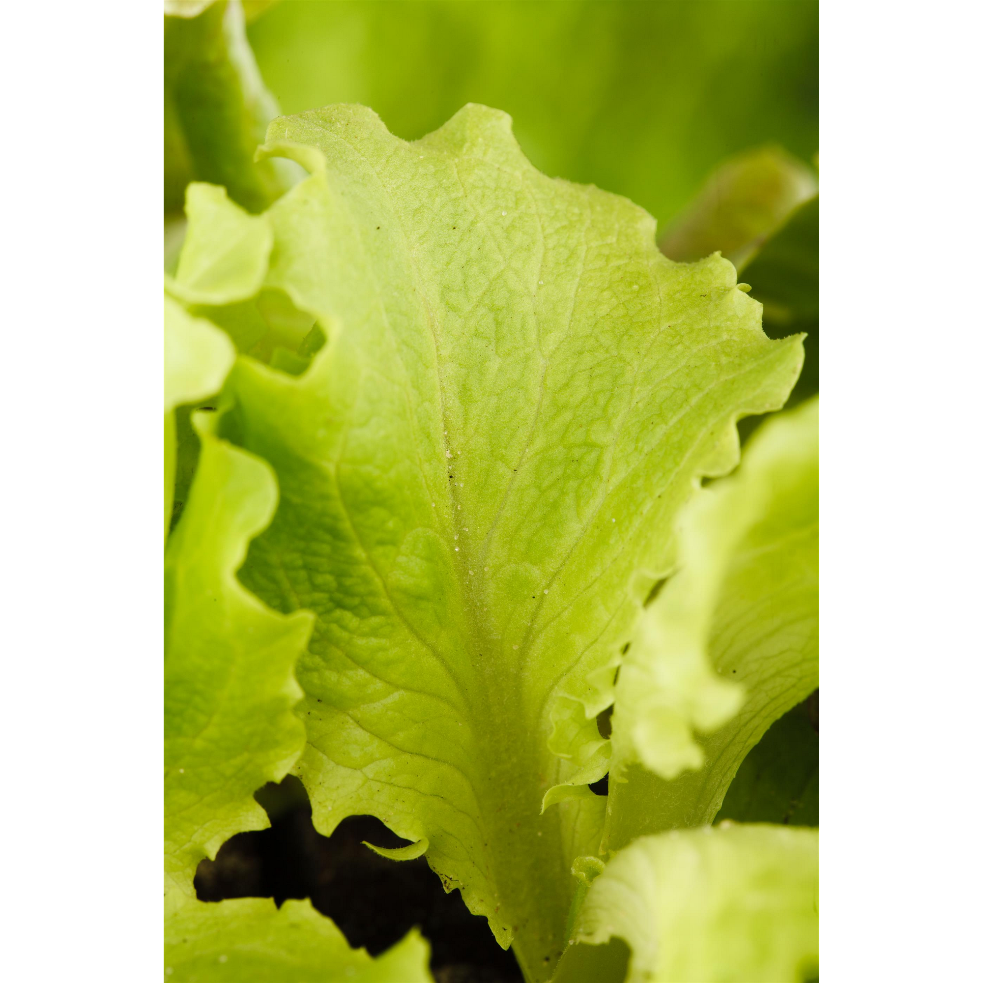 Naturtalent by toom® Bio-Eissalat 'Mythos' grün 6er-Schale + product picture
