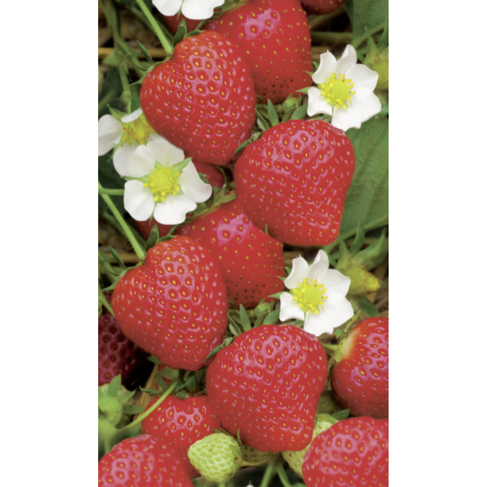 Naturtalent by toom® Bio Erdbeere 'Polka' 11 cm Topf, 3er-Set + product picture