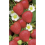 Verkleinertes Bild von Naturtalent by toom® Bio Erdbeere 'Polka' 11 cm Topf, 3er-Set