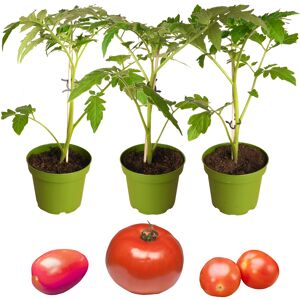 Naturtalent by toom® Bio-Tomate 'St. Pierre', 'Trixi' & 'Henk' 10,5 cm Topf, 3er-Set
