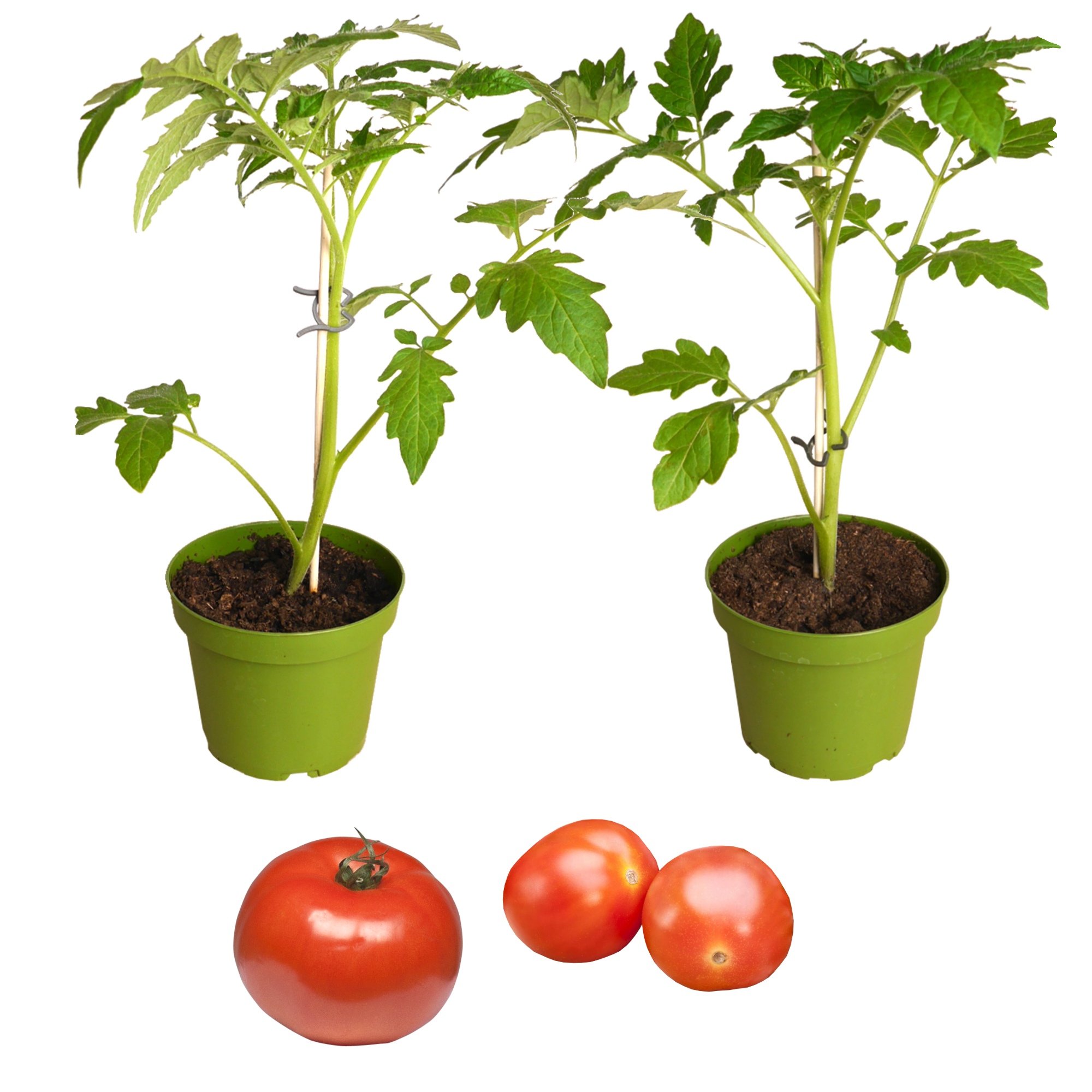 Naturtalent by toom® Bio-Tomate veredelt 13 cm Topf, 3er-Set + product picture