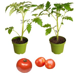 Naturtalent by toom® Bio-Tomate veredelt 13 cm Topf, 3er-Set