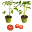 Verkleinertes Bild von Naturtalent by toom® Bio-Tomate veredelt 13 cm Topf, 3er-Set