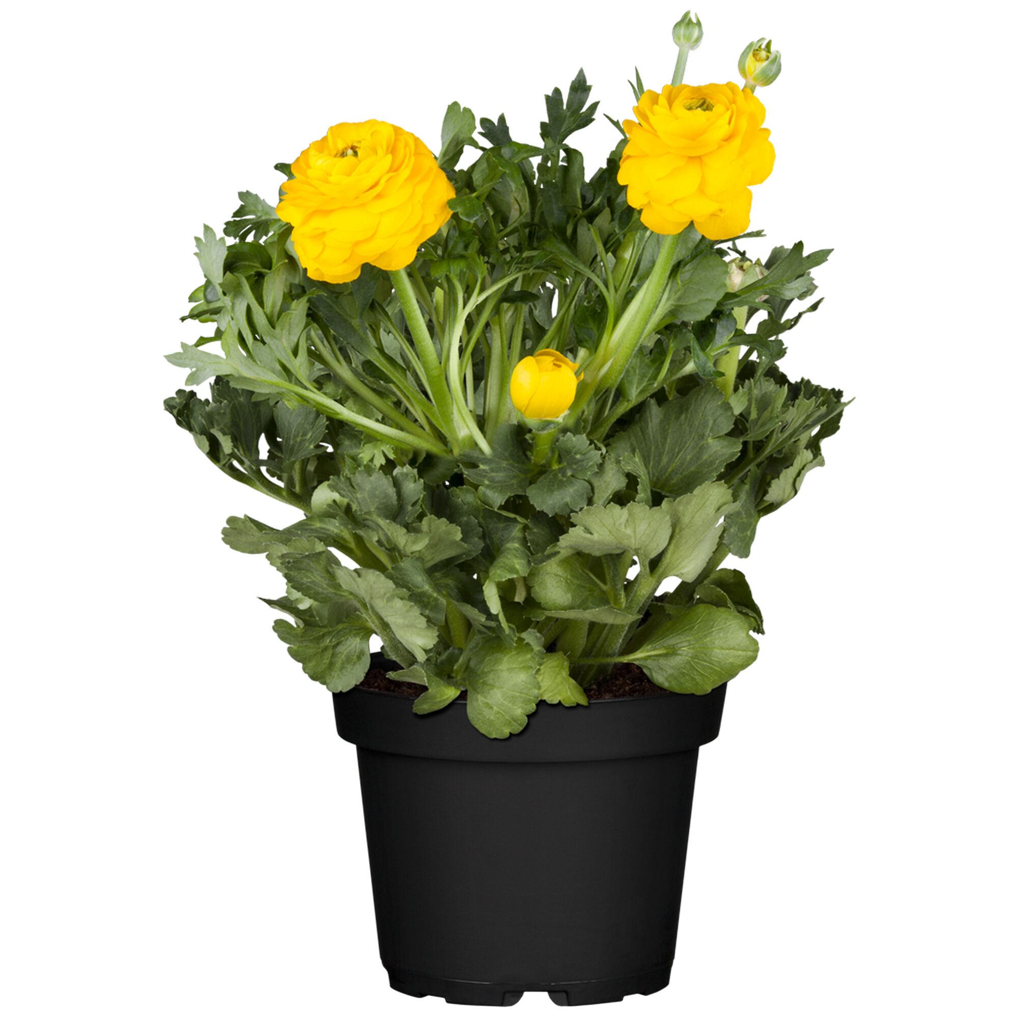 Gelbe Ranunkeln in schwarzem Topf
