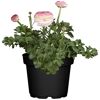 Ranunkeln in verschiedenen rosa und weißen Farbtönen im Topf