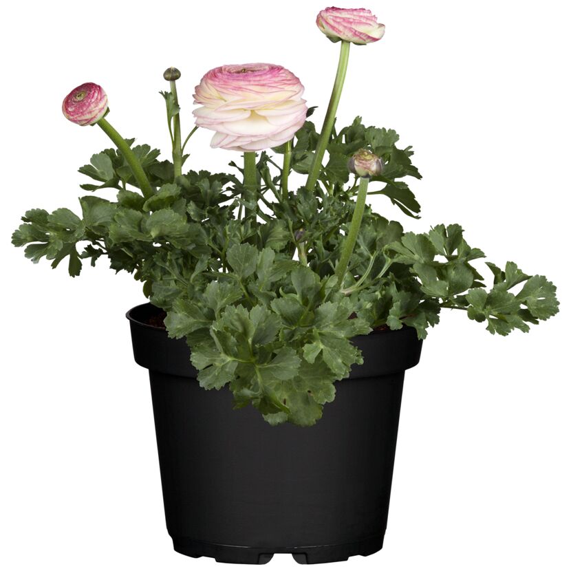 Ranunkeln in verschiedenen rosa und weißen Farbtönen im Topf