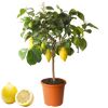 Zitronenbaum mit Früchten und Blüten
