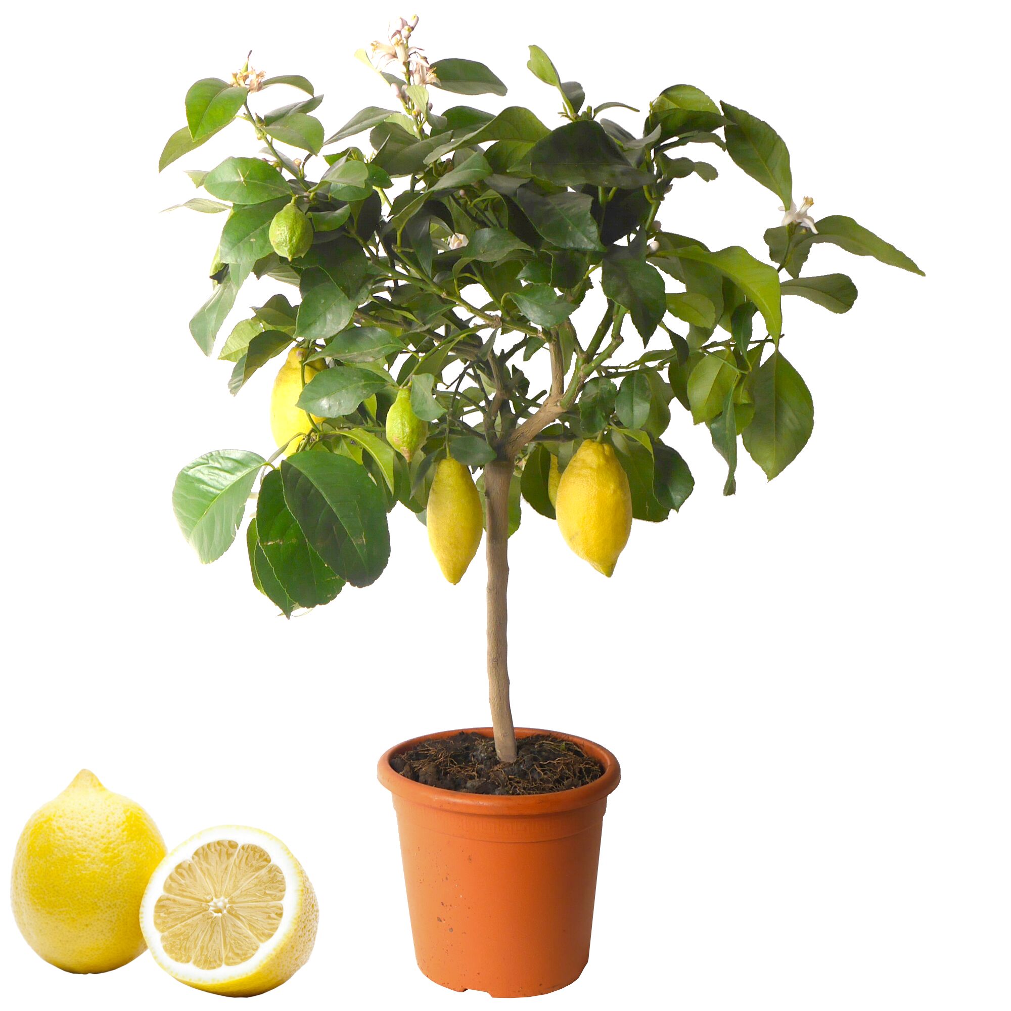 Zitronenbaum mit Früchten und Blüten