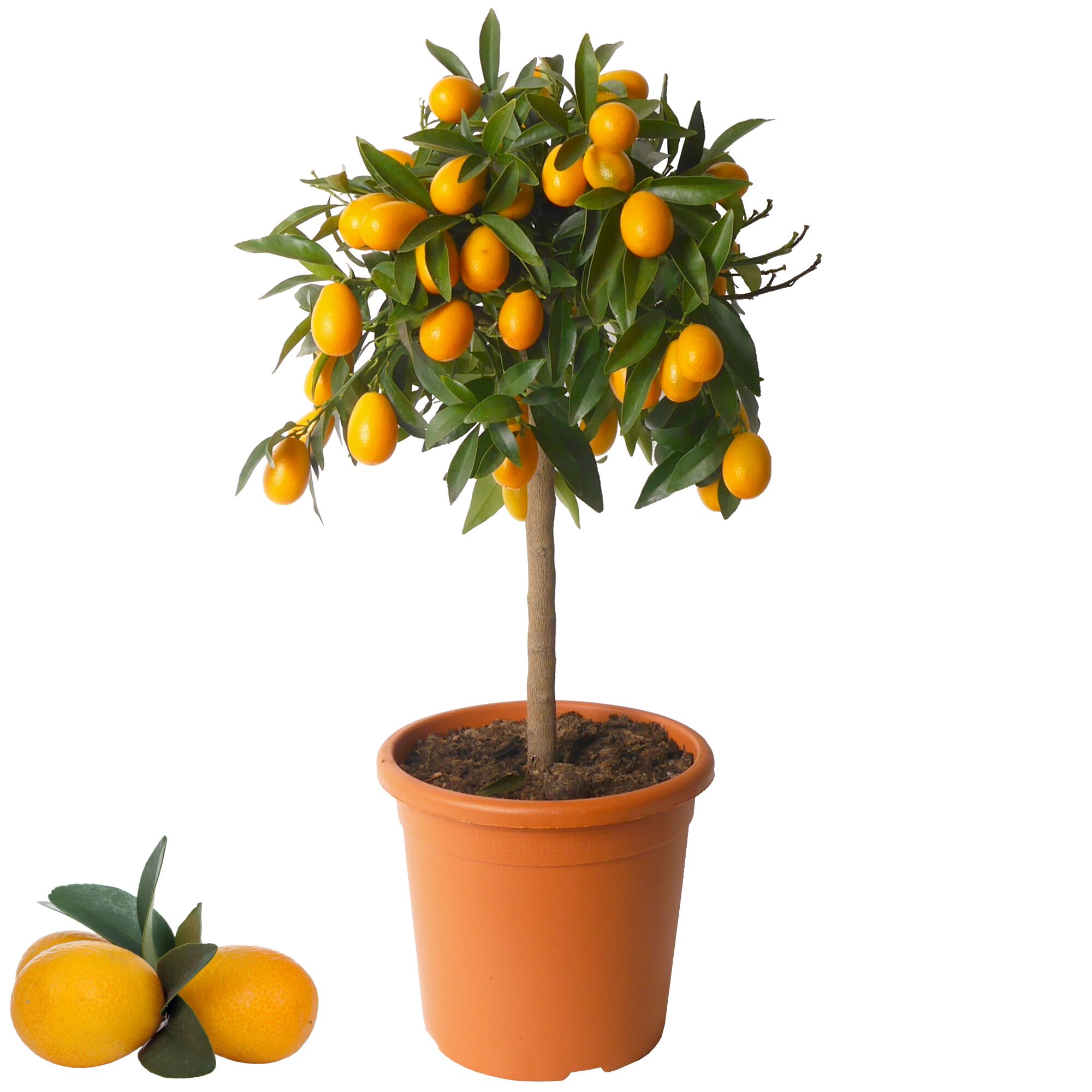 Kumquat-Baum im Topf, daneben zwei Kumquats