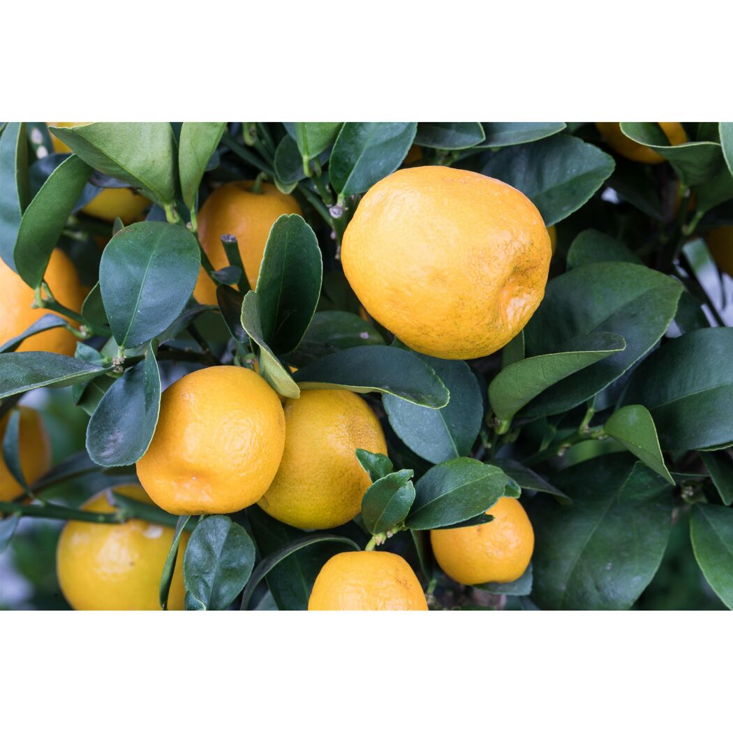 Kumquat-Stamm 19 cm Topf
