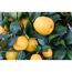 Kumquat-Stamm 19 cm Topf