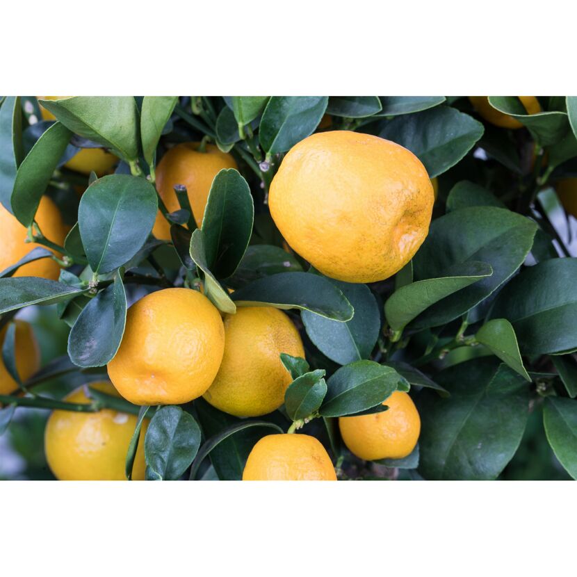 Kumquat-Stamm 19 cm Topf