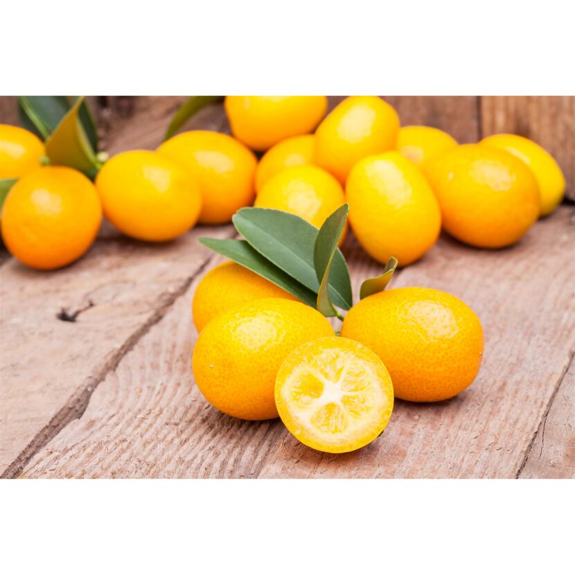 Kumquat-Stamm 19 cm Topf