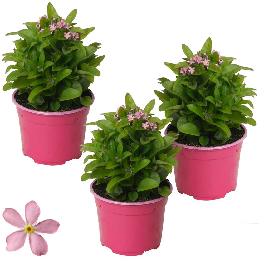 Drei Vergissmeinnicht in rosa Töpfen