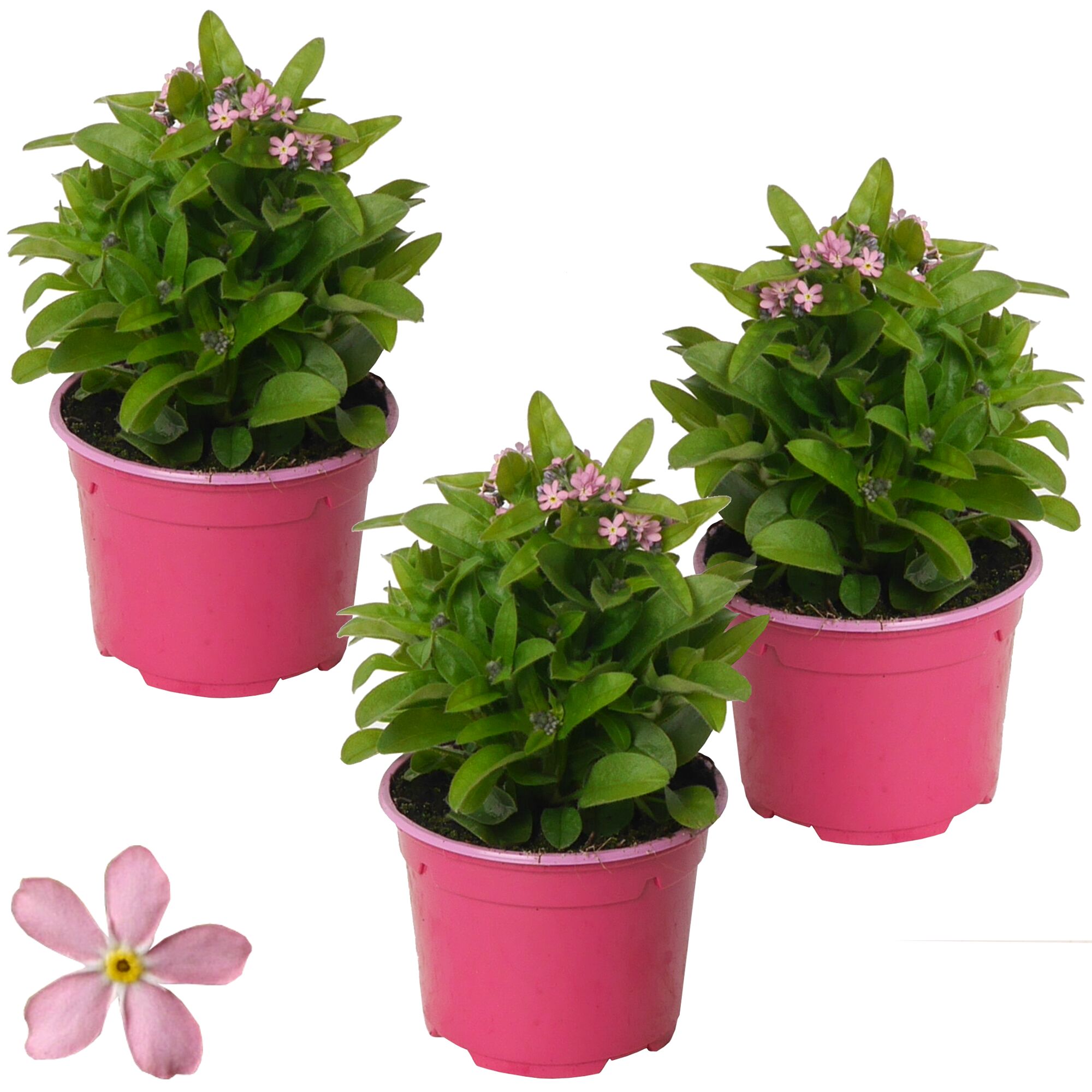 Drei Vergissmeinnicht in rosa Töpfen