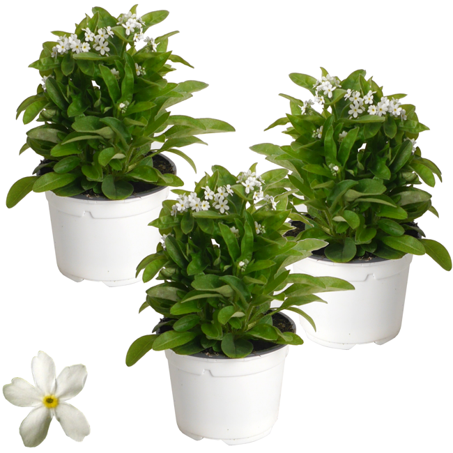 Bild von Vergissmeinnicht weiß 10,5 cm Topf, 3er-Set