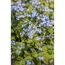 Blaue Vergissmeinnicht-Blüten