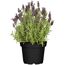 Schopflavendel 'Anouk' 15 cm Topf
